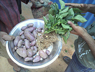 Potatoes were cultivated